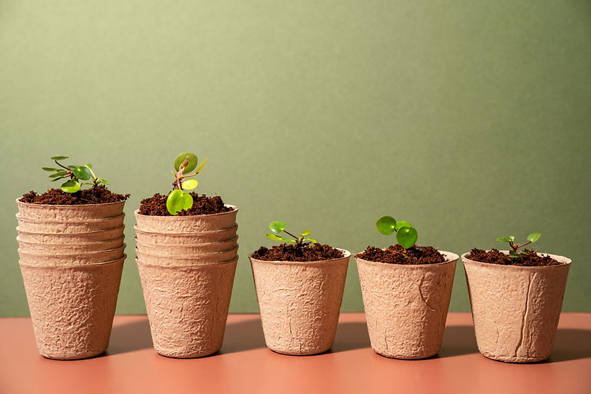 Nursery Plants