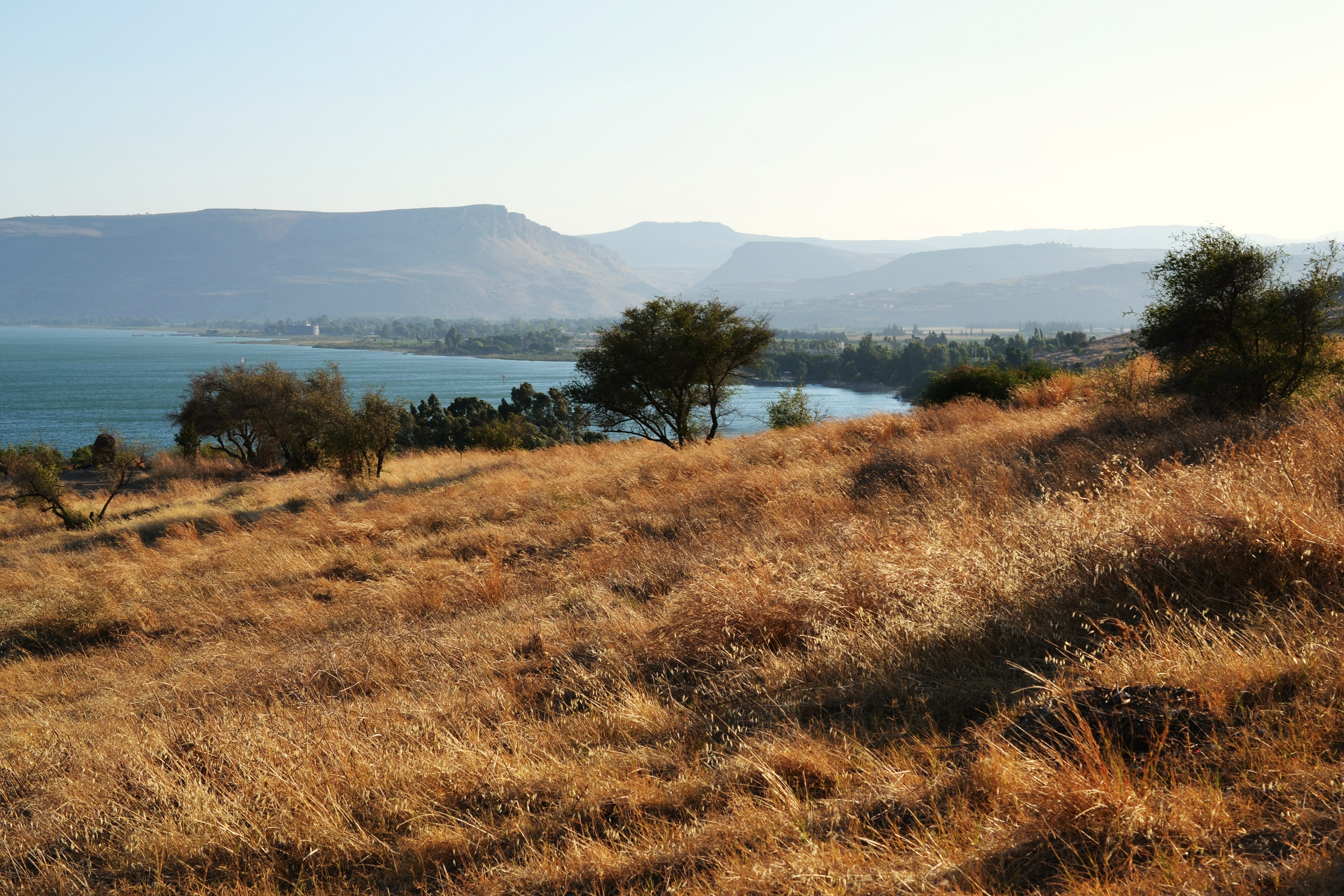 Dry Grass