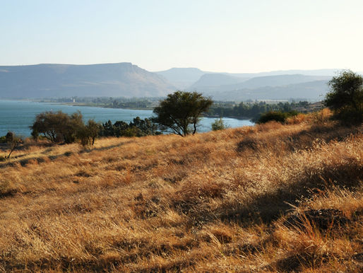 Buffelgrass – An Invasive Species in the Southwest United States