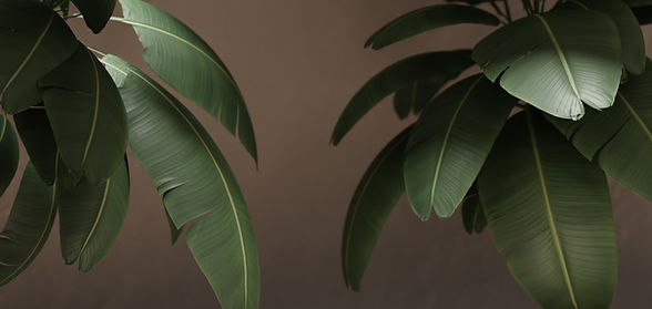 Tropical Leaves