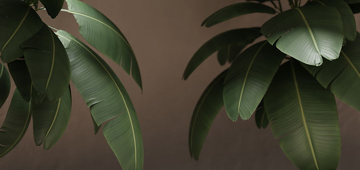 Close-Up Foliage