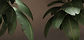 Tropical Leaves
