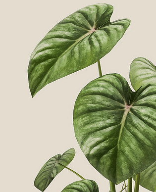 hojas de plantas verdes