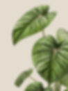 Green Plant Leaves