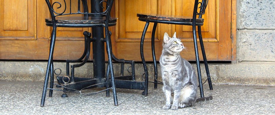 Gray Cat Under Coffee Table