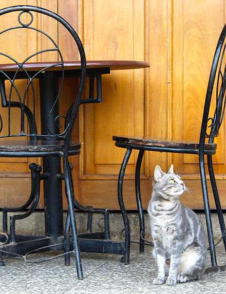 Cat Near Table