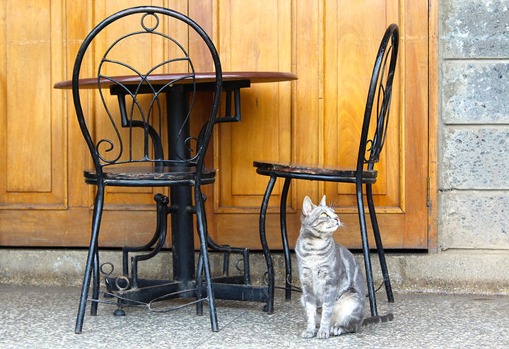 Gato gris debajo de la mesa de centro