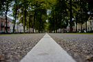 Tree-Lined Street
