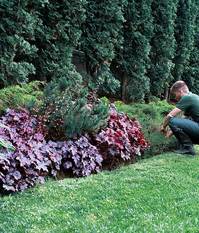 Gardener Trimming Shrubs