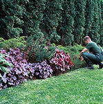 Gardener Trimming Shrubs