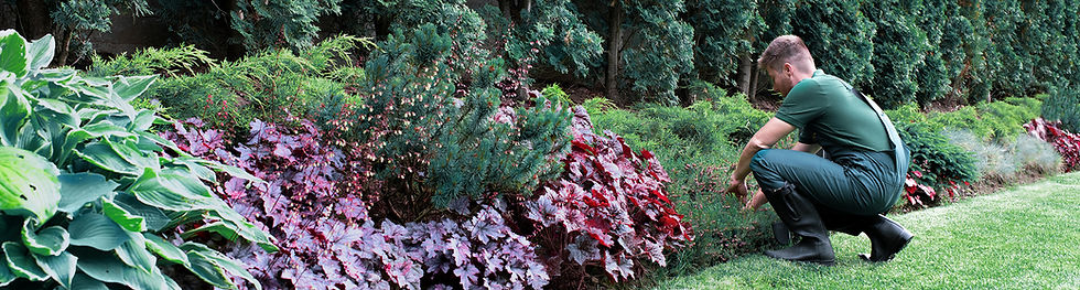 Gardener Trimming Shrubs