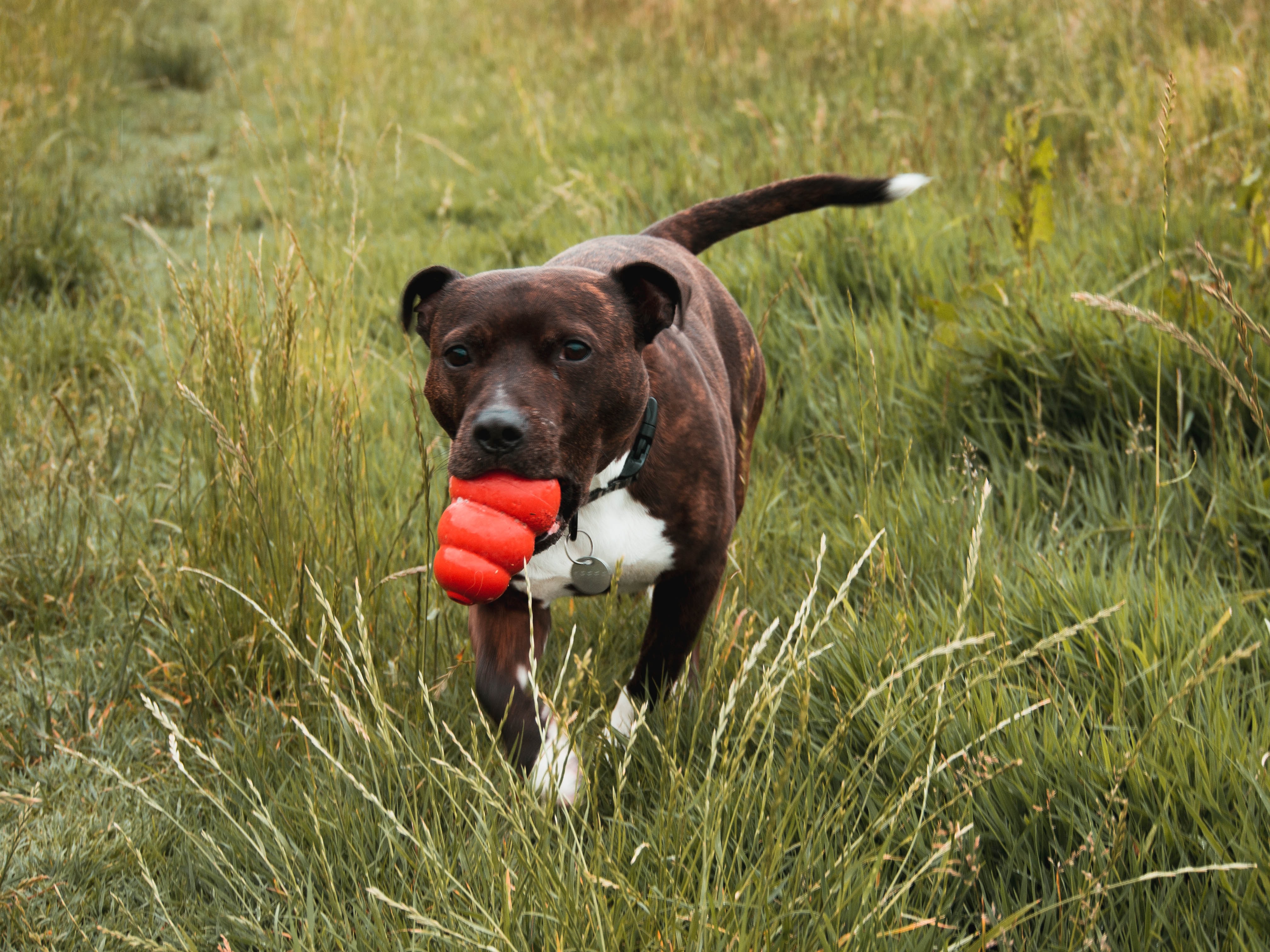 Dog walking in grass with a Kong toy