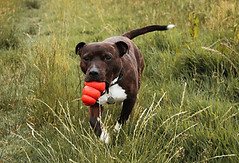 Dog with Toy