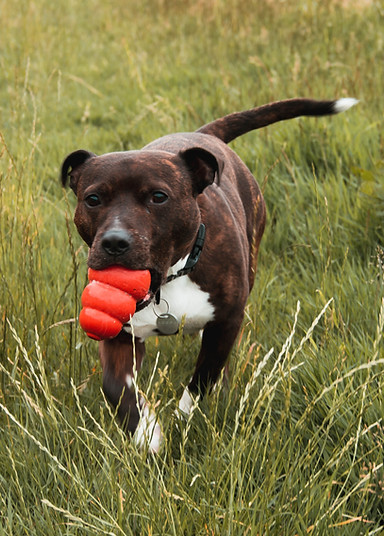 Dog with Toy