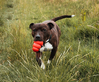 Dog with Toy