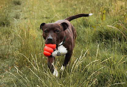 Dog with Toy
