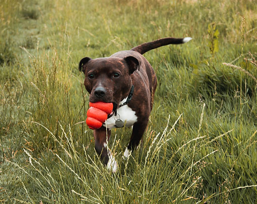 Dog adventure walk