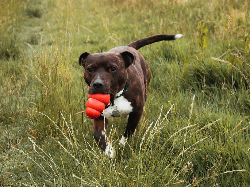 Dog with Toy