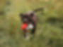 Hund mit Spielzeug