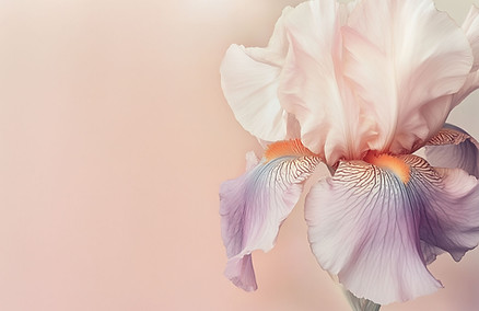 Pink Iris Flower