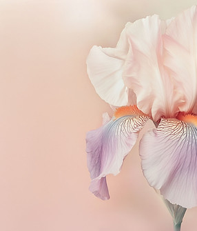 Flor de Íris Rosa