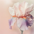 Pink Iris Flower