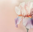 Pastel Iris Flower