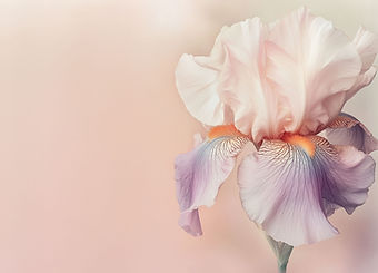 Pink Iris Flower