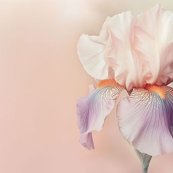Pink Iris Flower