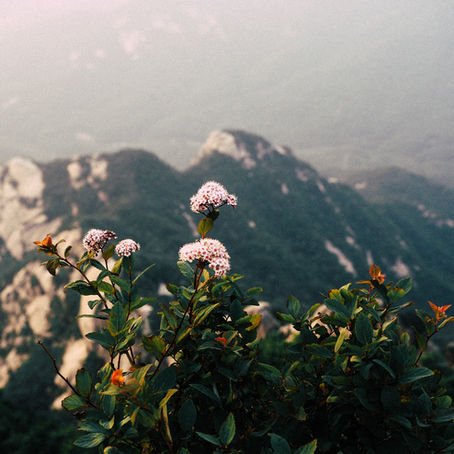 Mountains and wildflowers — online counselling Australia — Colibri Counselling Sydney