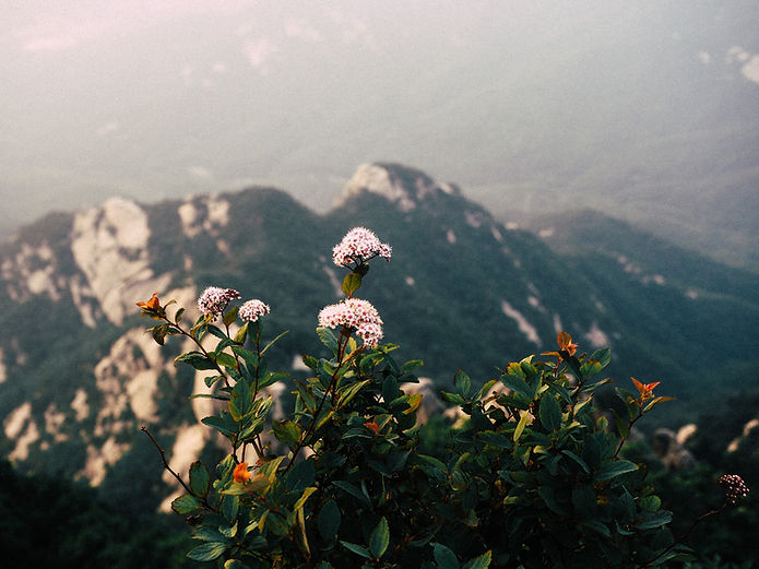 fleurs sauvages