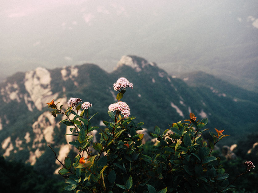 fleurs sauvages