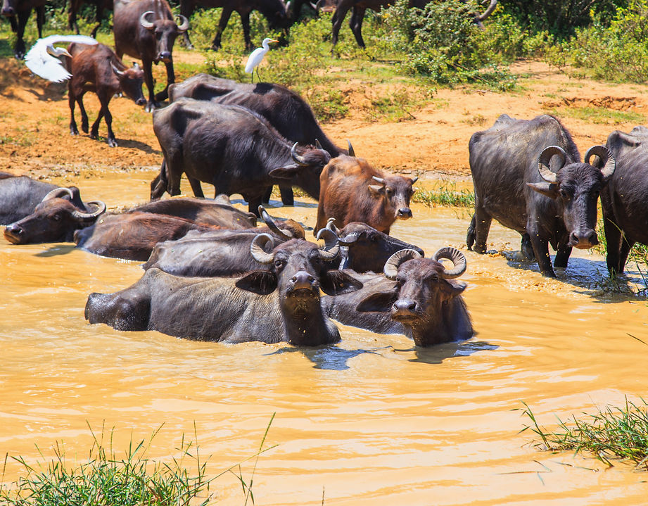 Buffaloes in Pond