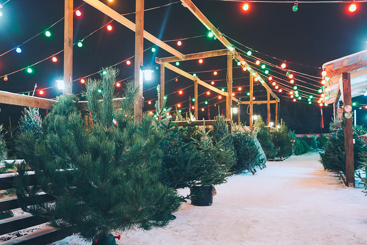 Christmas Tree Market