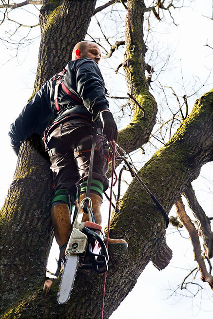 Expert arborist secured by ropes evaluating the health of a tree