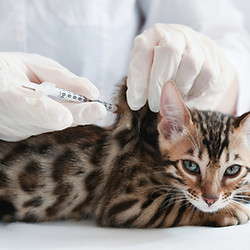 猫予防接種