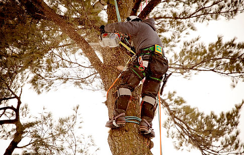 Pruning a tree
