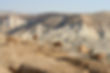 Desert Ibexes