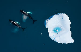 Humpback Whales