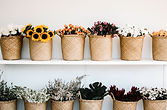 Flower Plants