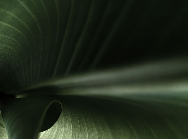 Green Leaf Texture