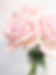 Pink Roses Close-Up