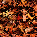 Leaf Clean UP
