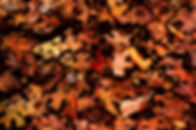 Autumn Foliage
