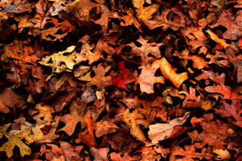 Embracing the Slow Pace of Autumn: Restoring Balance and Managing Stress