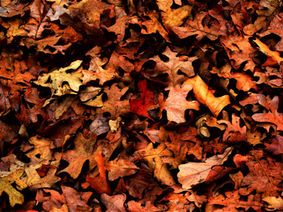 Embracing the Beauty of Autumn: A Season of Reflection