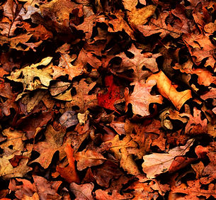 Autumn Foliage