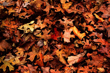 Colorful Autumn Leaves