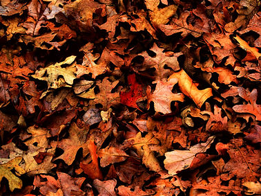 Follaje de otoño