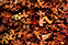 Autumn Foliage